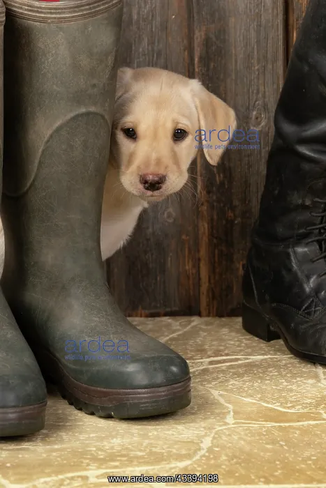 : DOG. Labrador Retiever, 8 weeks old puppy, yellow : DOG. Labrador Retiever, 8 weeks old puppy, yellow