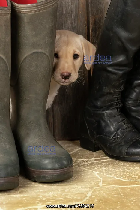 : DOG. Labrador Retiever, 8 weeks old puppy, yellow : DOG. Labrador Retiever, 8 weeks old puppy, yellow