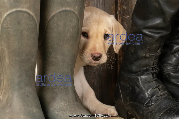 : DOG. Labrador Retiever, 8 weeks old puppy, yellow : DOG. Labrador Retiever, 8 weeks old puppy, yellow