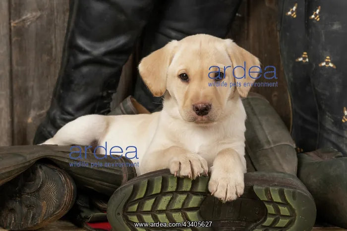 : DOG. Labrador Retiever, 8 weeks old puppy, yellow : DOG. Labrador Retiever, 8 weeks old puppy, yellow