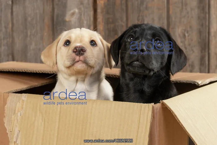 : DOG. Labrador Retiever, X2, 8 weeks old puppies : DOG. Labrador Retiever, X2, 8 weeks old puppies