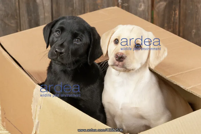 : DOG. Labrador Retiever, X2, 8 weeks old puppies : DOG. Labrador Retiever, X2, 8 weeks old puppies