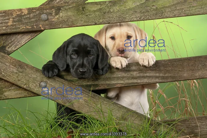 : DOG. Labrador Retiever, X2, 8 weeks old puppies : DOG. Labrador Retiever, X2, 8 weeks old puppies