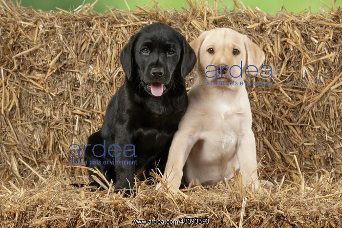  : DOG. Labrador Retiever, X2, 8 weeks old puppies