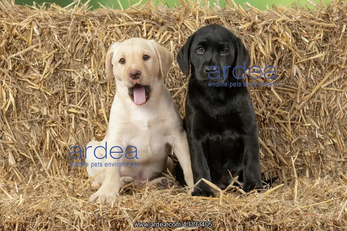 : DOG. Labrador Retiever, X2, 8 weeks old puppies : DOG. Labrador Retiever, X2, 8 weeks old puppies