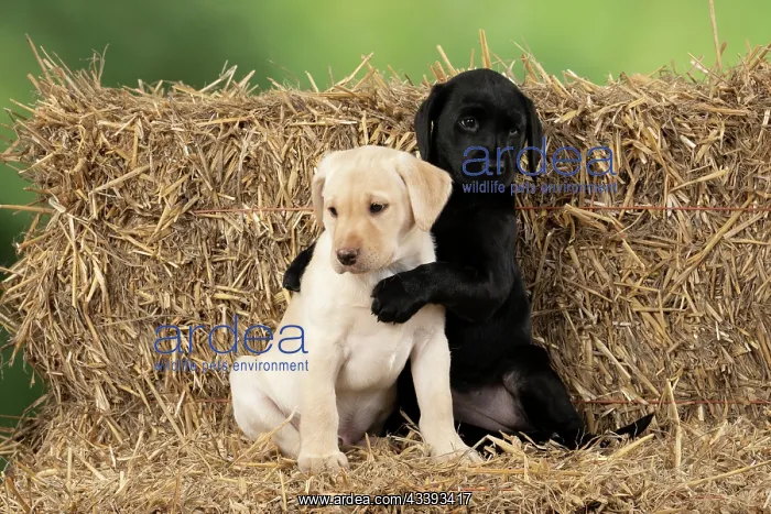 : DOG. Labrador Retiever, X2, 8 weeks old puppies : DOG. Labrador Retiever, X2, 8 weeks old puppies