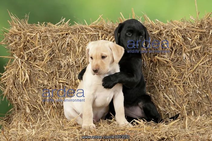 : DOG. Labrador Retiever, X2, 8 weeks old puppies : DOG. Labrador Retiever, X2, 8 weeks old puppies