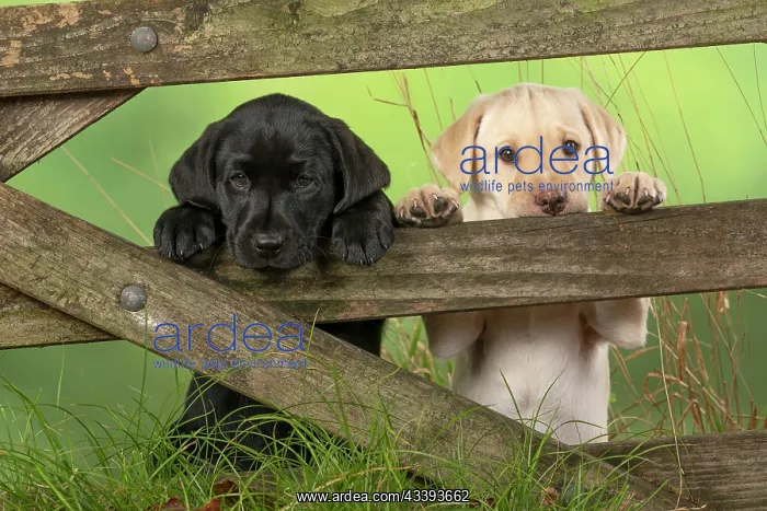 : DOG. Labrador Retiever, X2, 8 weeks old puppies : DOG. Labrador Retiever, X2, 8 weeks old puppies