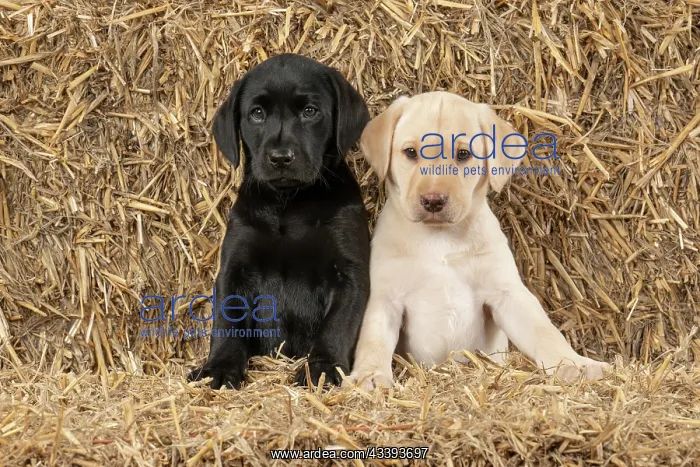 : DOG. Labrador Retiever, X2, 8 weeks old puppies : DOG. Labrador Retiever, X2, 8 weeks old puppies