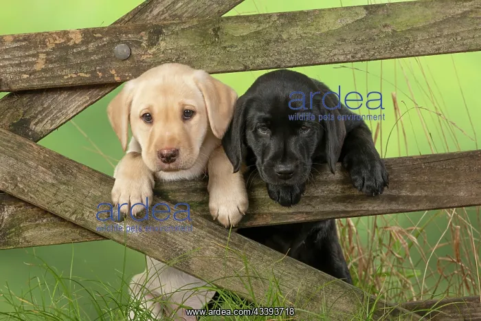  : DOG. Labrador Retiever, X2, 8 weeks old puppies