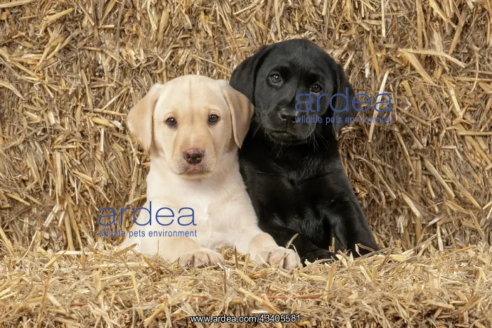 : DOG. Labrador Retiever, X2, 8 weeks old puppies : DOG. Labrador Retiever, X2, 8 weeks old puppies