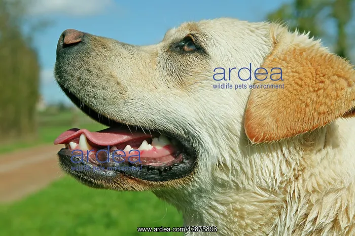  : Dog - Labrador Retriever