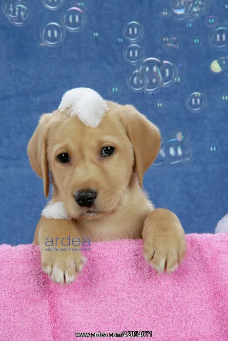 : DOG. Labrador Retriever - 9 wk old puppies with : DOG. Labrador Retriever - 9 wk old puppies with