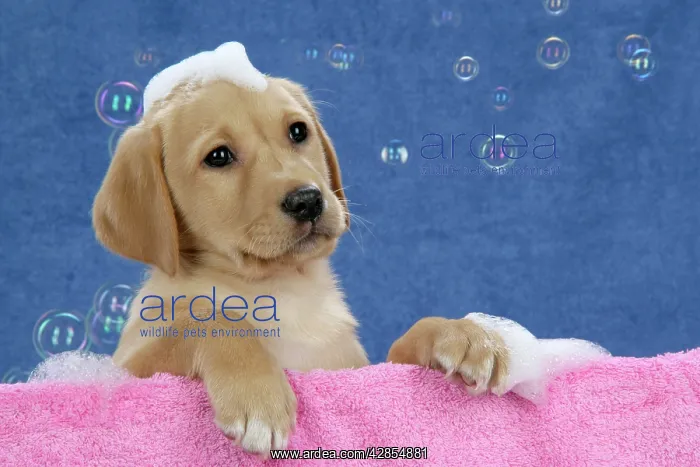 : DOG. Labrador Retriever - 9 wk old puppies with : DOG. Labrador Retriever - 9 wk old puppies with