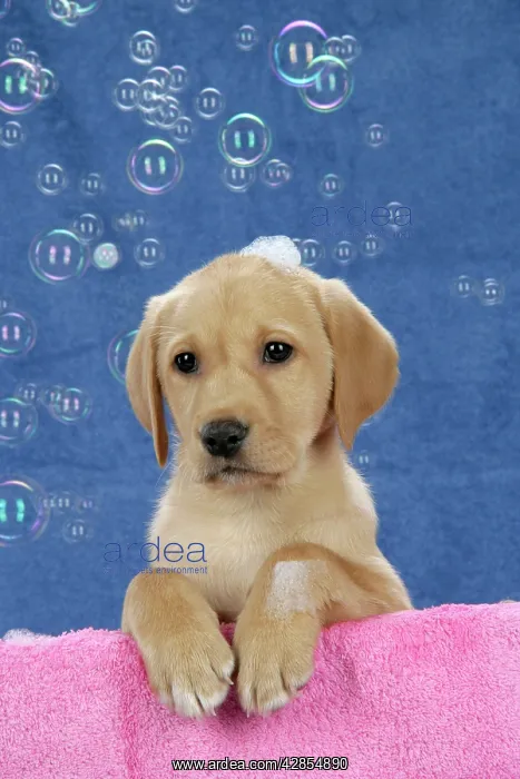 : DOG. Labrador Retriever - 9 wk old puppies with : DOG. Labrador Retriever - 9 wk old puppies with