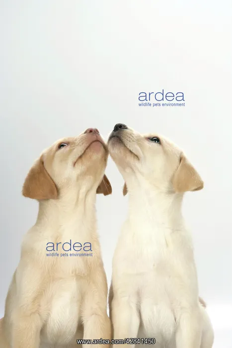 : DOG. Labrador Retriever - 9 wk old puppies looking up : DOG. Labrador Retriever - 9 wk old puppies looking up