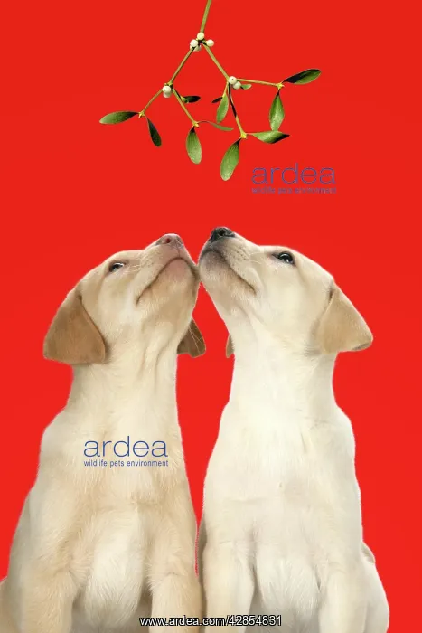 : DOG. Labrador Retriever - 9 wk old puppies looking : DOG. Labrador Retriever - 9 wk old puppies looking