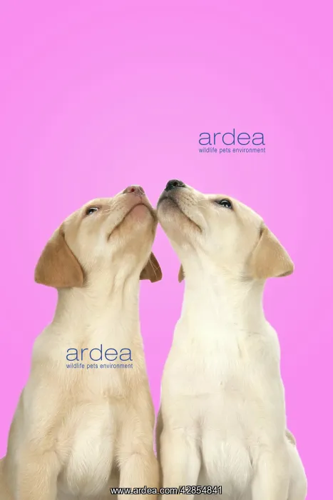  : DOG. Labrador Retriever - 9 wk old puppies looking up
