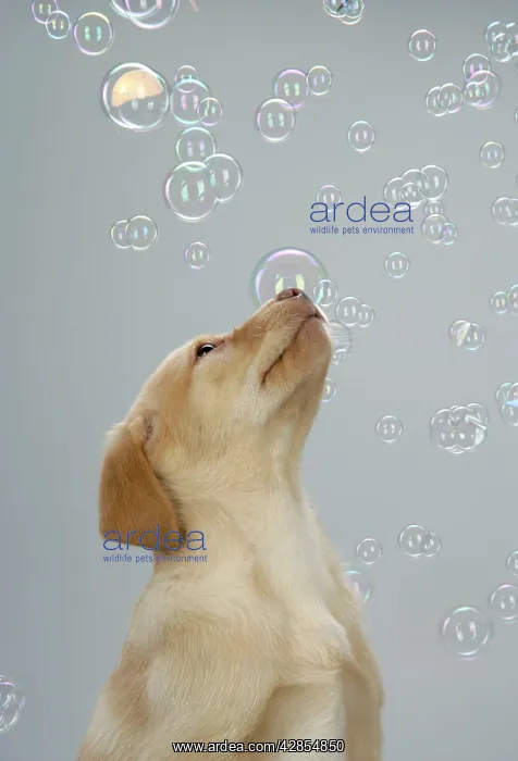 : DOG. Labrador Retriever - 9 wk old puppies looking : DOG. Labrador Retriever - 9 wk old puppies looking