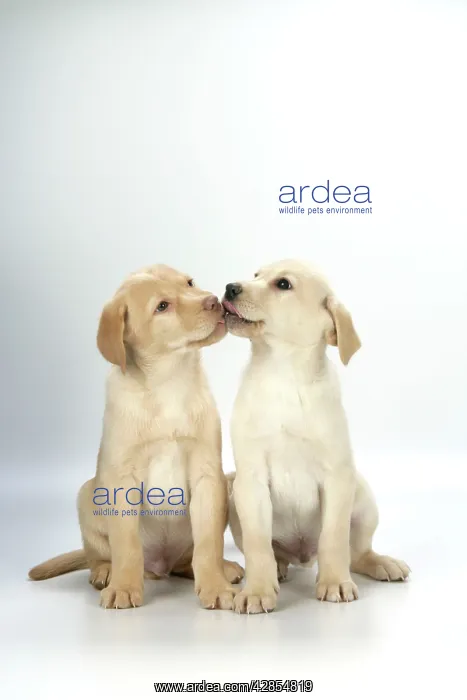 : DOG. Labrador Retriever - 9 wk old puppies sitting : DOG. Labrador Retriever - 9 wk old puppies sitting