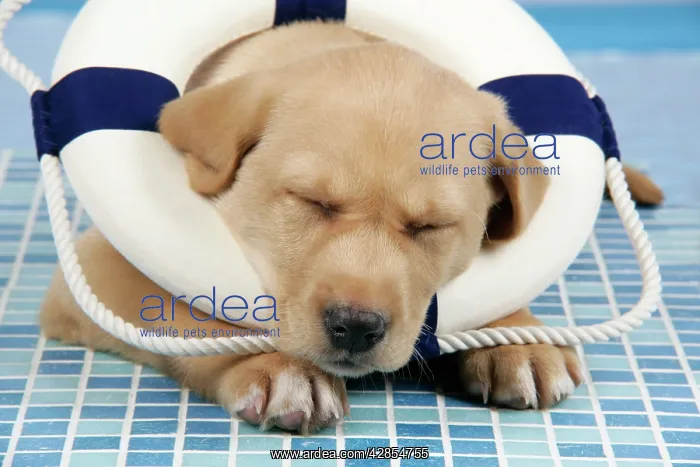 : DOG. Labrador Retriever - 9 wk old puppy asleep : DOG. Labrador Retriever - 9 wk old puppy asleep