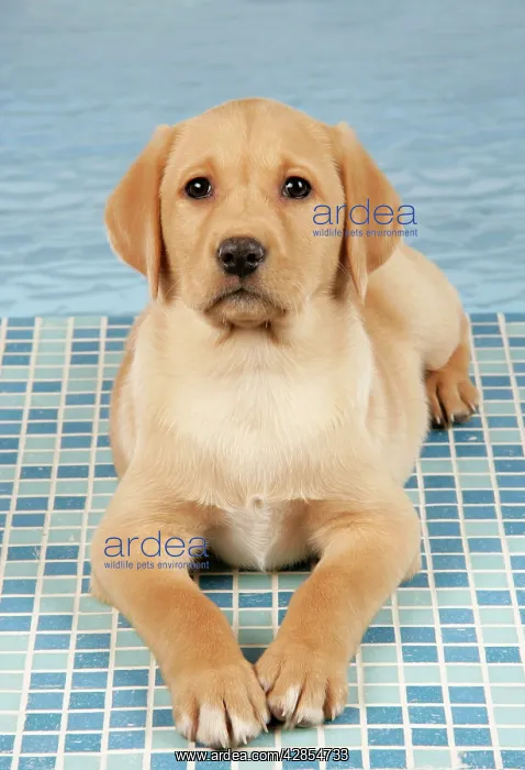 : DOG. Labrador Retriever - 9 wk old puppy lying : DOG. Labrador Retriever - 9 wk old puppy lying