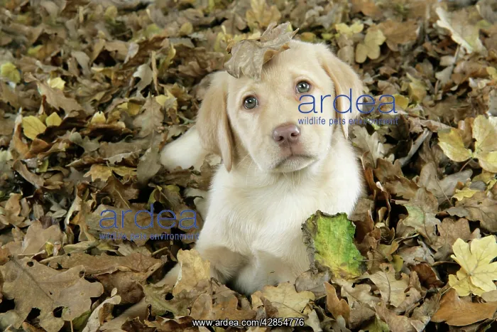 : DOG. Labrador Retriever - 9 wk old puppy lying : DOG. Labrador Retriever - 9 wk old puppy lying
