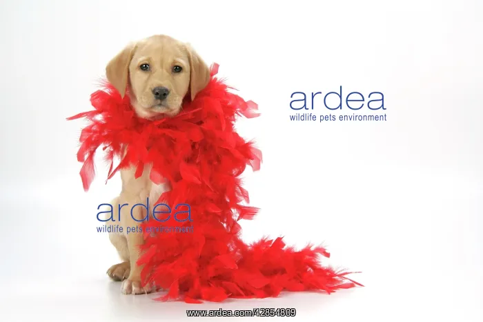 : DOG. Labrador Retriever - 9 wk old puppy with red : DOG. Labrador Retriever - 9 wk old puppy with red