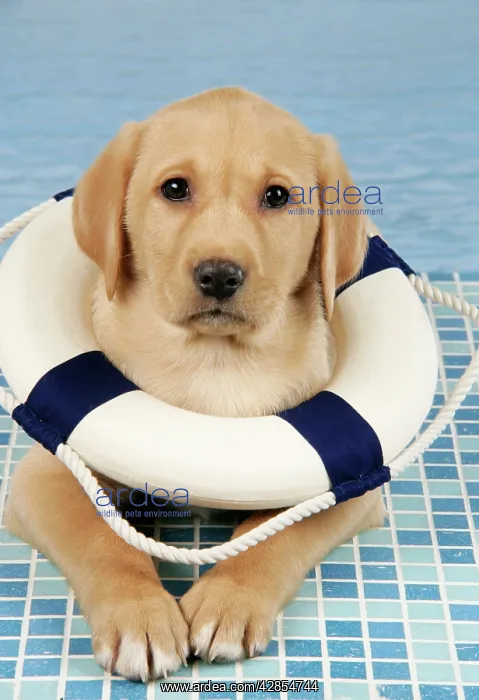 : DOG. Labrador Retriever - 9 wk old puppy wearing : DOG. Labrador Retriever - 9 wk old puppy wearing
