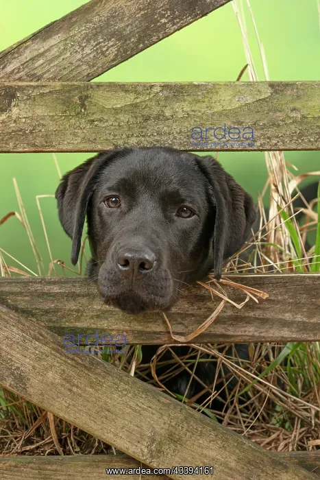 : DOG. Labrador Retriever, adult, black, sitting : DOG. Labrador Retriever, adult, black, sitting