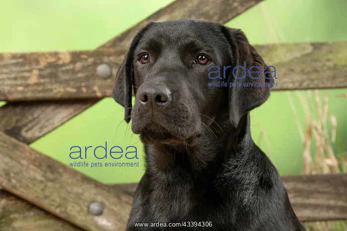 : DOG. Labrador Retriever, adult, black, sitting : DOG. Labrador Retriever, adult, black, sitting