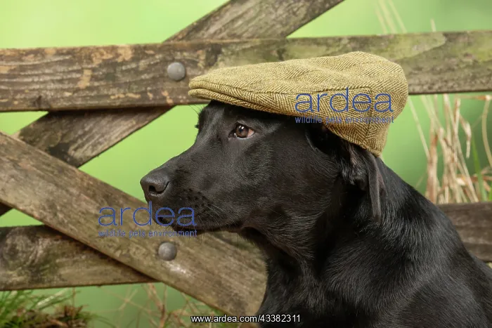 : DOG. Labrador Retriever, adult, black, wearing : DOG. Labrador Retriever, adult, black, wearing