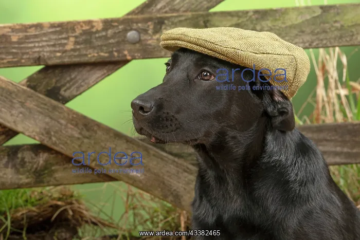 : DOG. Labrador Retriever, adult, black, wearing : DOG. Labrador Retriever, adult, black, wearing