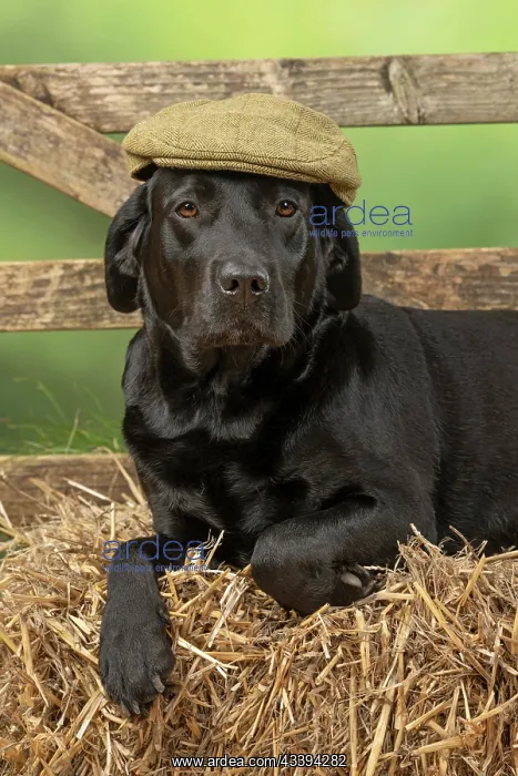 : DOG. Labrador Retriever, adult, black, wearing : DOG. Labrador Retriever, adult, black, wearing