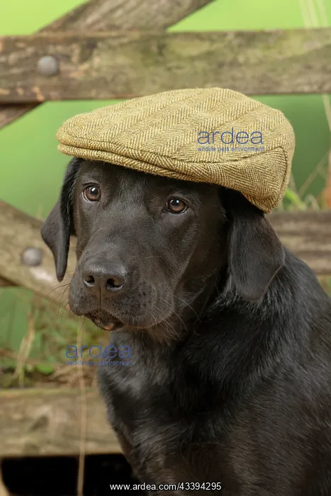 : DOG. Labrador Retriever, adult, black, wearing : DOG. Labrador Retriever, adult, black, wearing
