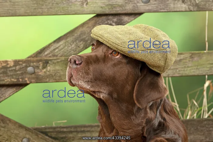 : DOG. Labrador Retriever, adult, old, chocalate : DOG. Labrador Retriever, adult, old, chocalate