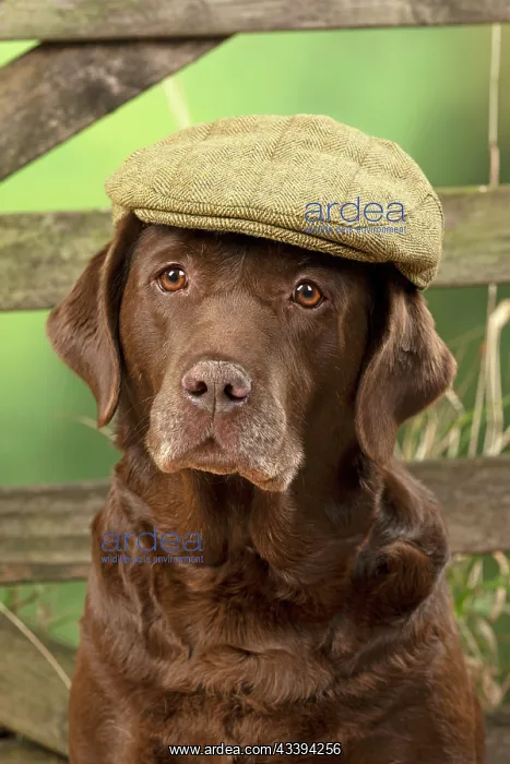 : DOG. Labrador Retriever, adult, old, chocalate : DOG. Labrador Retriever, adult, old, chocalate