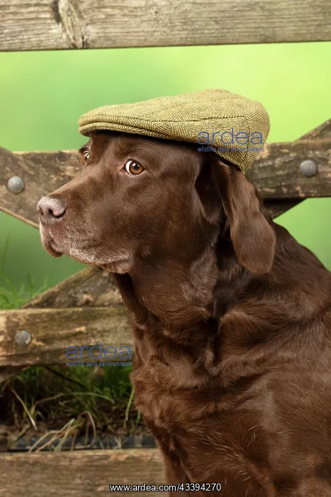 : DOG. Labrador Retriever, adult, old, chocalate : DOG. Labrador Retriever, adult, old, chocalate