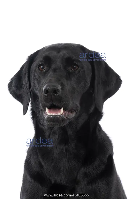 : DOG. Labrador Retriever ( Black ) portrait, head : DOG. Labrador Retriever ( Black ) portrait, head