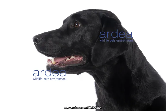 : DOG. Labrador Retriever ( Black ) portrait, head : DOG. Labrador Retriever ( Black ) portrait, head
