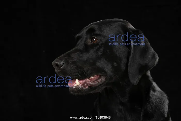 : DOG. Labrador Retriever ( Black ) portrait, head : DOG. Labrador Retriever ( Black ) portrait, head