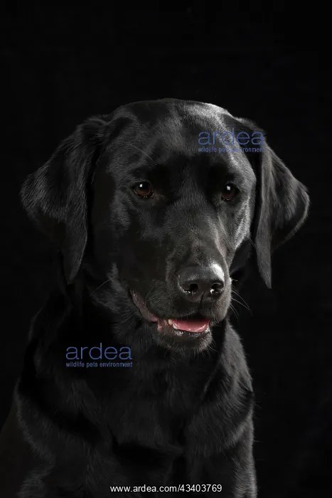 : DOG. Labrador Retriever ( Black ) portrait, head : DOG. Labrador Retriever ( Black ) portrait, head