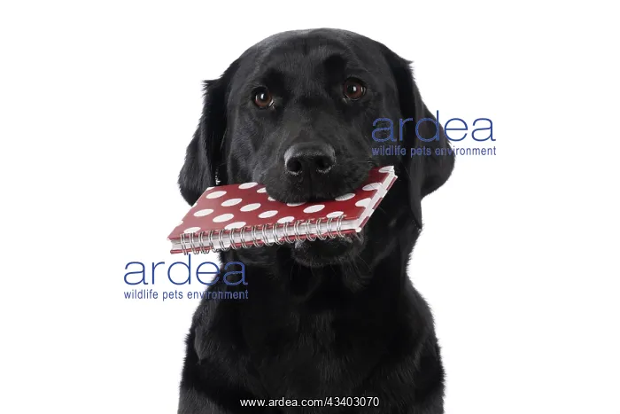 : DOG. Labrador Retriever ( Black ) sitting, holding : DOG. Labrador Retriever ( Black ) sitting, holding