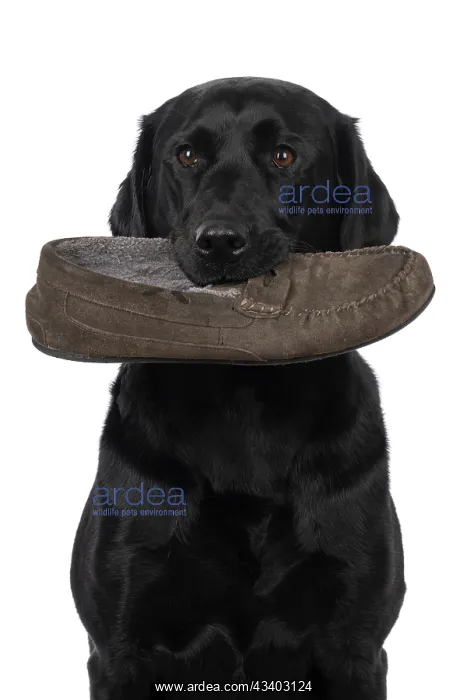  : DOG. Labrador Retriever ( Black ) sitting, holding