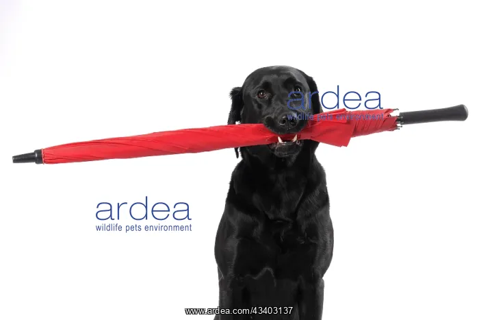 : DOG. Labrador Retriever ( Black ) sitting, holding : DOG. Labrador Retriever ( Black ) sitting, holding