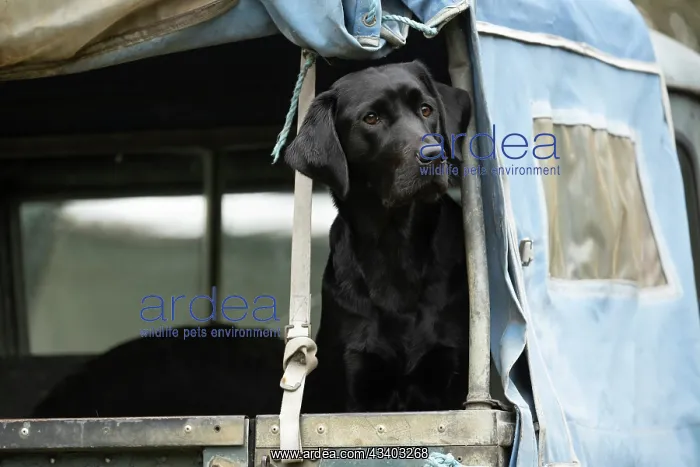: DOG. Labrador Retriever ( Black ) sitting, looking : DOG. Labrador Retriever ( Black ) sitting, looking