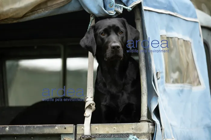 : DOG. Labrador Retriever ( Black ) sitting, looking : DOG. Labrador Retriever ( Black ) sitting, looking