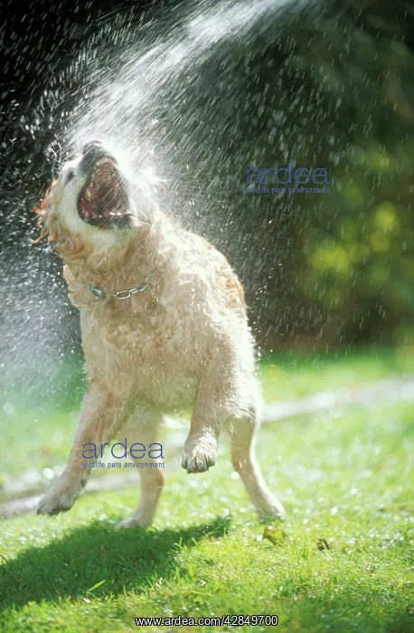 : DOG - Labrador Retriever - enjoying a hosepipe shower : DOG - Labrador Retriever - enjoying a hosepipe shower