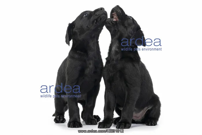 : DOG. Labrador Retriever puppies, x2, black, 7 weeks : DOG. Labrador Retriever puppies, x2, black, 7 weeks