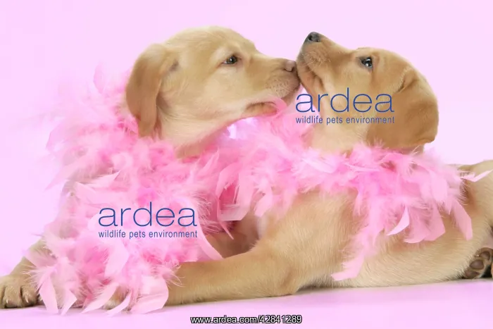 : DOG. Labrador Retriever puppies (9 wks old) : DOG. Labrador Retriever puppies (9 wks old)